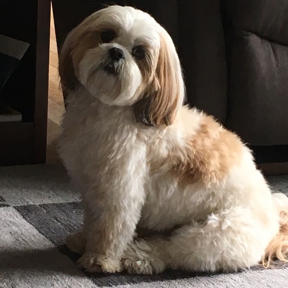 Meet your Posher, Elizabeth - Picture 1 of 1